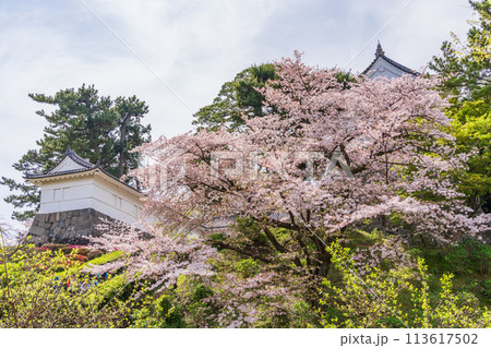 《神奈川県》小田原城・桜の季節 《神奈川県》小田原城・桜の季節 113617502