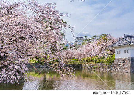 《神奈川県》小田原城・桜の季節 113617504