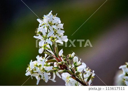 6月に果実を収穫できるジューンベリーの木に、春、満開の美しい花が咲く風景 113617511