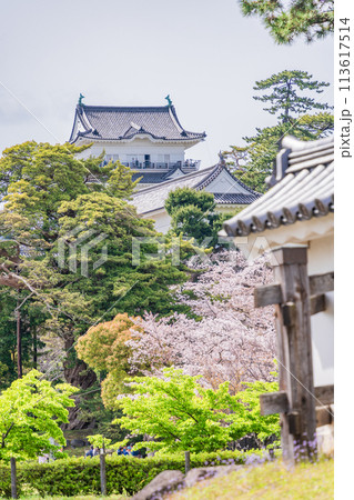 《神奈川県》小田原城・桜の季節 《神奈川県》小田原城・桜の季節 113617514