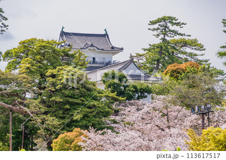 《神奈川県》小田原城・桜の季節 113617517