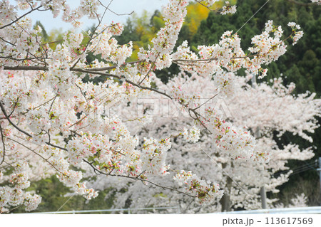 sakura sakura 113617569