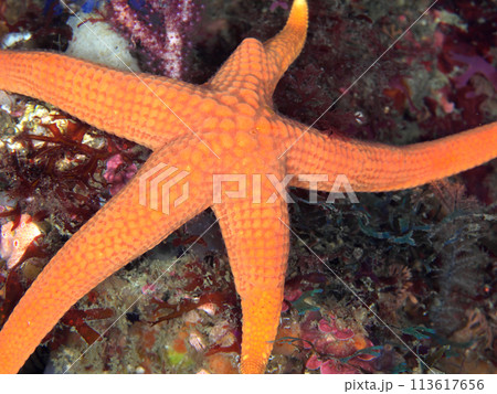 海底のアカヒトデ 海底のアカヒトデ 113617656