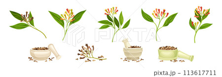 Clove Branch and Dry Seed Condiment Vector Set 113617711