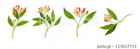 Clove Tree Branch with Ripe Aromatic Flower Bud and Green Leaf on Stem Vector Set Clove Tree Branch with Ripe Aromatic Flower Bud and Green Leaf on Stem Vector Set 113617713