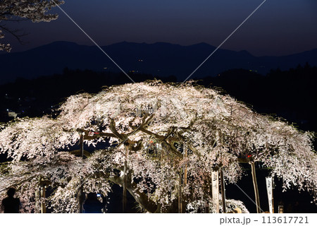 中島の地蔵桜 中島の地蔵桜 113617721