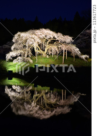 中島の地蔵桜 中島の地蔵桜 113617723