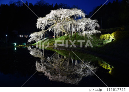 中島の地蔵桜 中島の地蔵桜 113617725
