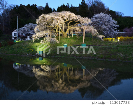 中島の地蔵桜 中島の地蔵桜 113617728