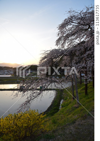 中島の地蔵桜 113617735