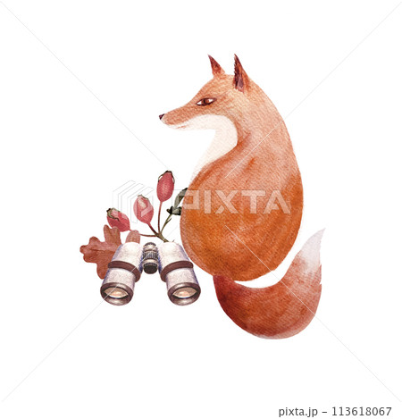 Fox with a binocular, rose hip twig watercolor illustration isolated on white. Hand drawn high quality art in simple flat style for woodland kids designs, textile, interior decor, stickers, logo Fox with a binocular, rose hip twig watercolor illustration isolated on white. Hand drawn high quality art in simple flat style for woodland kids designs, textile, interior decor, stickers, logo 113618067
