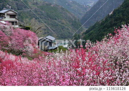 彩る花桃の里 (高知県 仁淀川町 寺村地区) 彩る花桃の里 (高知県 仁淀川町 寺村地区) 113618126