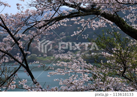 大渡ダム湖畔 桜を眺める (高知県 仁淀川町) 大渡ダム湖畔 桜を眺める (高知県 仁淀川町) 113618133