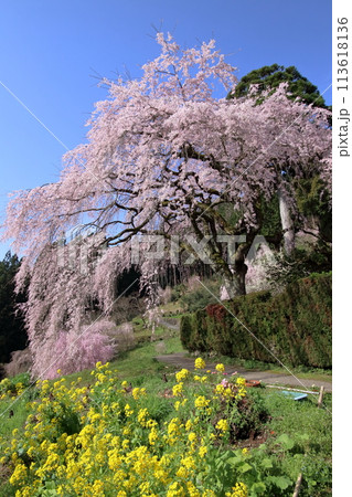 中越家のしだれ桜 花見の季節 (高知県 仁淀川町) 中越家のしだれ桜 花見の季節 (高知県 仁淀川町) 113618136