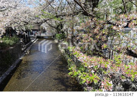 京都市を流れる高瀬川の川景色 113618147