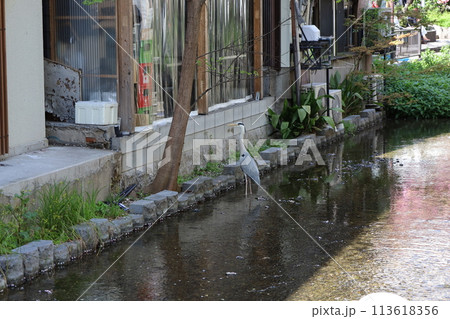 京都市を流れる高瀬川の川景色 京都市を流れる高瀬川の川景色 113618356