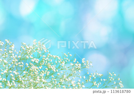 夏色の木漏れ日とかすみ草、光あふれる爽やかな背景 113618780