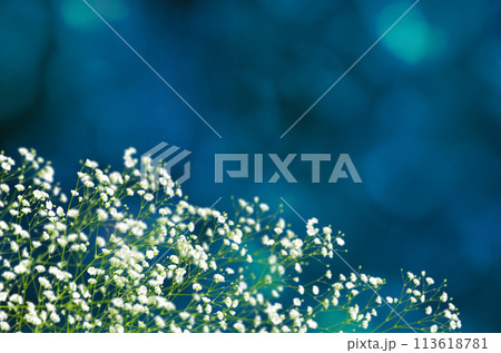 森の木漏れ日とかすみ草、アウトドア感があるブルーな背景 113618781