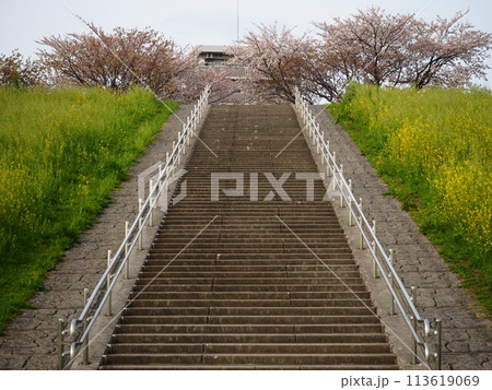 川口市の荒川桜堤に咲く満開の桜の木 113619069