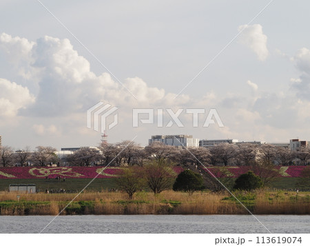 東京都北区の満開の荒川桜並木 東京都北区の満開の荒川桜並木 113619074