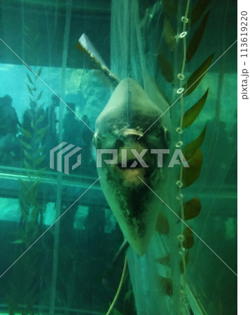 マンボウと見つめ合う マンボウと見つめ合う 113619220