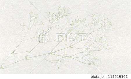 白い和紙に漉き込んだ、ナチュラルなかすみ草 白い和紙に漉き込んだ、ナチュラルなかすみ草 113619561