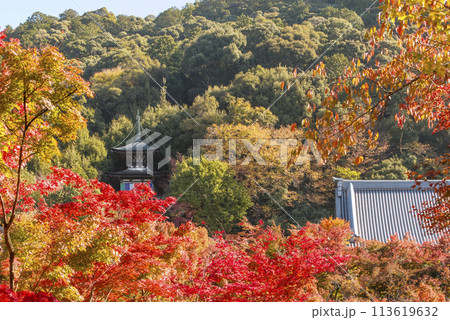 紅葉に包まれた多宝塔　紅葉の京都永観堂　京都の紅葉の名所　秋の京都人気スポット　　 113619632