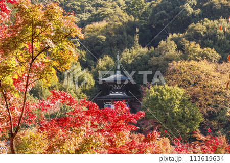 紅葉に包まれた多宝塔　紅葉の京都永観堂　京都の紅葉の名所　秋の京都人気スポット　　 113619634