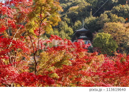 紅葉に包まれた多宝塔 紅葉の京都永観堂 京都の紅葉の名所 秋の京都人気スポット 紅葉に包まれた多宝塔 紅葉の京都永観堂 京都の紅葉の名所 秋の京都人気スポット 113619640