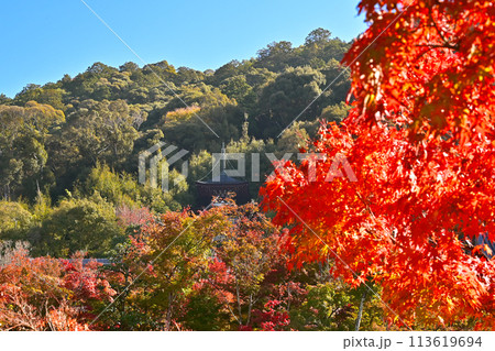 紅葉に包まれた多宝塔 紅葉の京都永観堂 京都の紅葉の名所 秋の京都人気スポット   紅葉に包まれた多宝塔 紅葉の京都永観堂 京都の紅葉の名所 秋の京都人気スポット   113619694