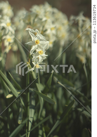 水仙 113619734