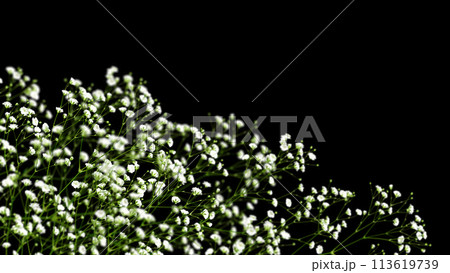 高級感がある黒い背景に咲く、奥行き感があるかすみ草 高級感がある黒い背景に咲く、奥行き感があるかすみ草 113619739