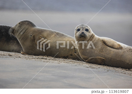 A beautiful seal lies on the sand. Blue sea in the background. A seal rests on golden sand. The seal sleeps after eating. A beautiful seal lies on the sand. Blue sea in the background. A seal rests on golden sand. The seal sleeps after eating. 113619807