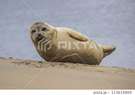 A beautiful seal lies on the sand. Blue sea in the background. A seal rests on golden sand. The seal sleeps after eating. 113619809