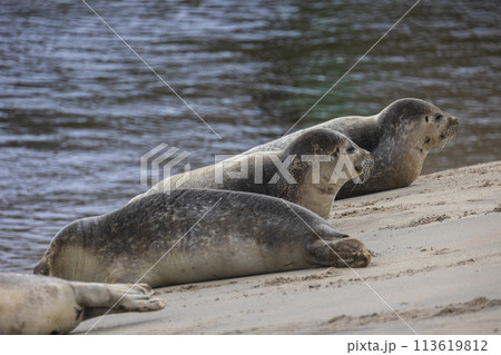 A beautiful seal lies on the sand. Blue sea in the background. A seal rests on golden sand. The seal sleeps after eating. A beautiful seal lies on the sand. Blue sea in the background. A seal rests on golden sand. The seal sleeps after eating. 113619812