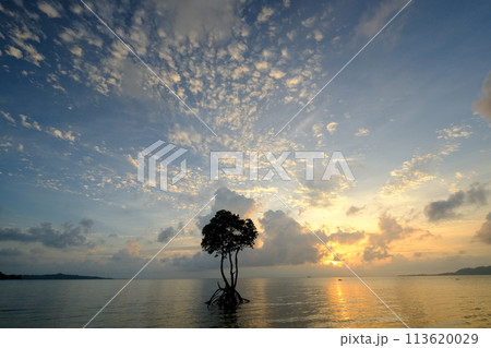 石垣島名蔵湾の一本マングローブ 石垣島名蔵湾の一本マングローブ 113620029