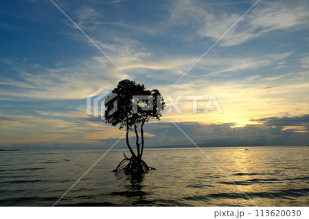 石垣島一本マングローブのシルエット風景 石垣島一本マングローブのシルエット風景 113620030