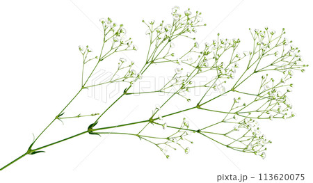 透明な背景で自由に使える、キリヌキかすみ草 透明な背景で自由に使える、キリヌキかすみ草 113620075