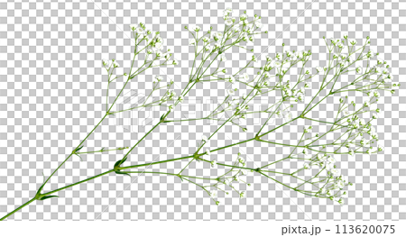 Kirinuki Kasumigusa, which can be used freely on a transparent background Kirinuki Kasumigusa, which can be used freely on a transparent background 113620075