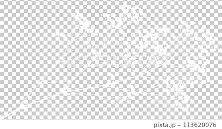 White gypsophila silhouette that can be used freely on a transparent background White gypsophila silhouette that can be used freely on a transparent background 113620076