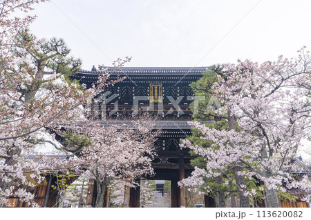 京都 くろ谷 金戒光明寺 山門と桜 京都 くろ谷 金戒光明寺 山門と桜 113620082