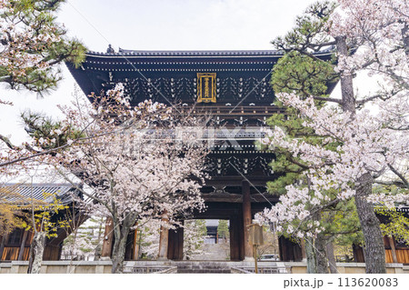 京都 くろ谷 金戒光明寺 山門と桜 京都 くろ谷 金戒光明寺 山門と桜 113620083