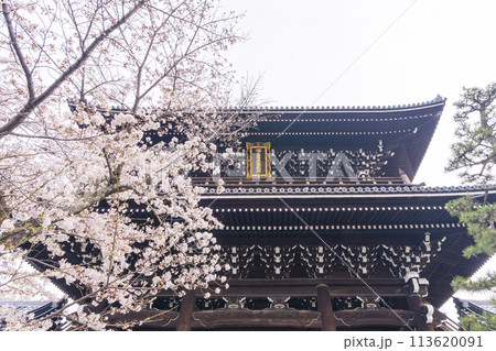 京都 くろ谷 金戒光明寺 山門と桜 京都 くろ谷 金戒光明寺 山門と桜 113620091