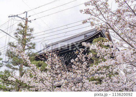 京都 くろ谷 金戒光明寺 山門と桜 京都 くろ谷 金戒光明寺 山門と桜 113620092