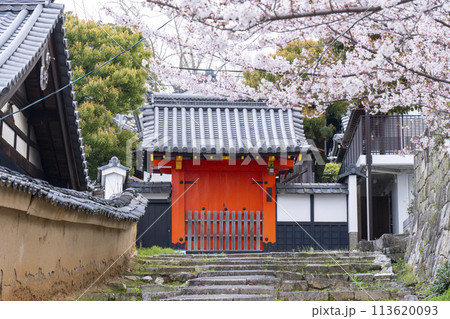 金戒光明寺塔頭　長安院と桜 113620093