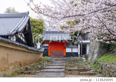 金戒光明寺塔頭　長安院と桜 113620095