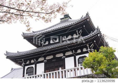 春の京都　くろ谷 金戒光明寺　桜と納骨堂 113620096