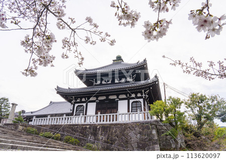 春の京都　くろ谷 金戒光明寺　桜と納骨堂 113620097