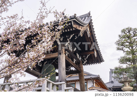 春の京都 くろ谷 金戒光明寺 桜と鐘楼 春の京都 くろ谷 金戒光明寺 桜と鐘楼 113620098