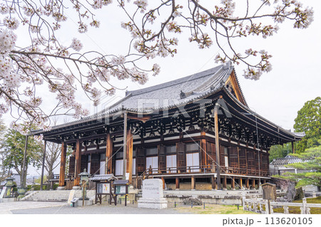 春の京都　くろ谷 金戒光明寺　桜と御影堂 113620105